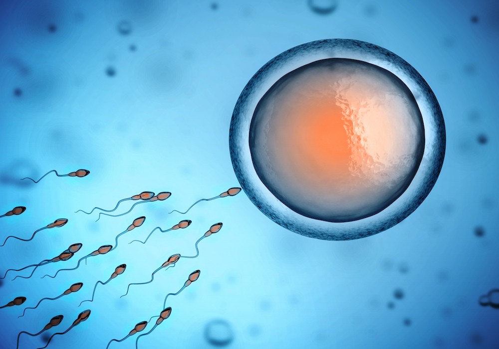 Сперматозоиды стремятся к яйцеклетке