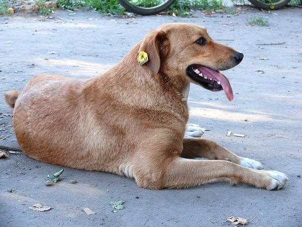На курских улицах появятся собаки с жёлтыми бирками