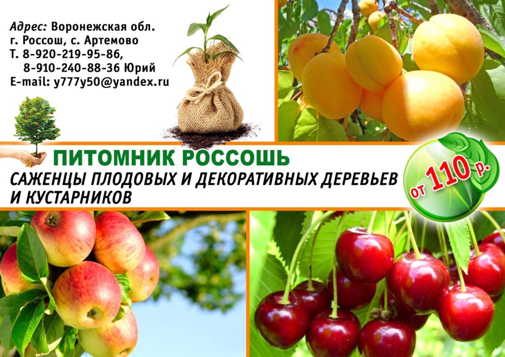 Питомник Растений Солнечный Интернет Магазин