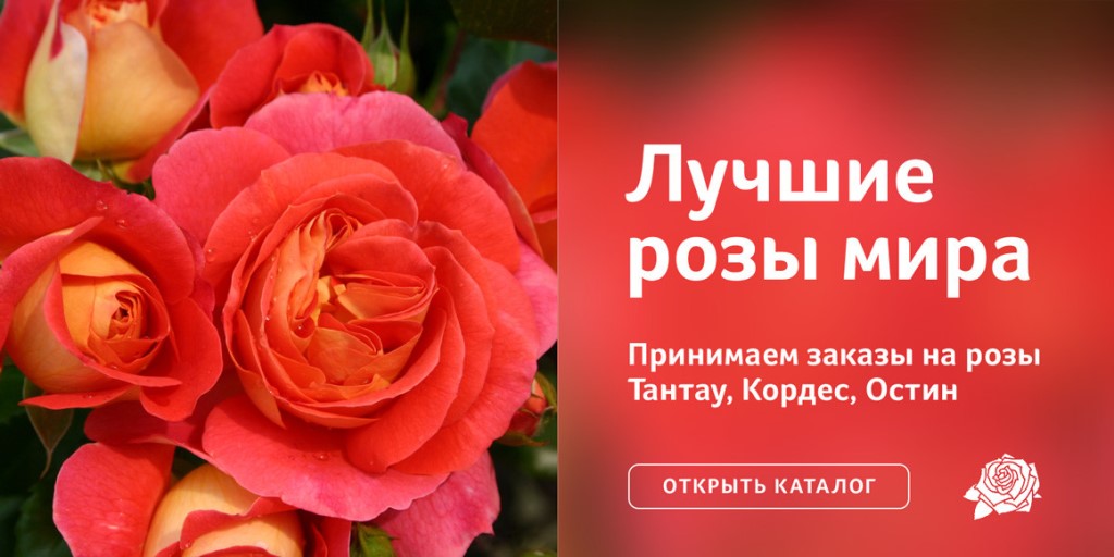 Питомник Кордеса Интернет Магазин