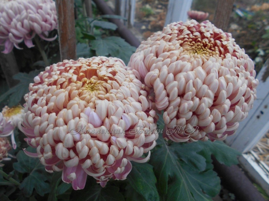 Новые сорта хризантем фото и название Новые сорта хризантем фото и название
