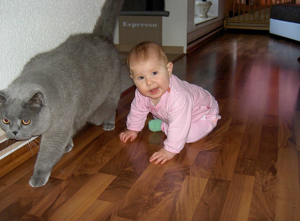 Котенок 10 месяцев фото Котенок 10 месяцев фото