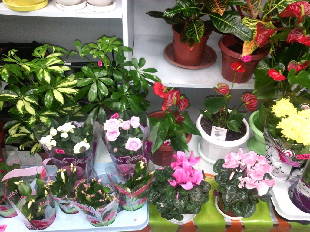 Комнатные цветы с фото на авито Комнатные цветы с фото на авито