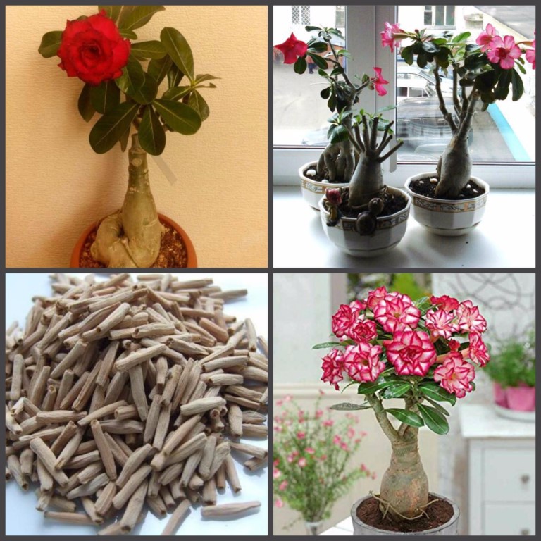 Фото адениума выращенных в домашних условиях Фото адениума выращенных в домашних условиях