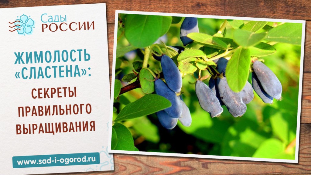 Интернет Магазин Цветов Жимолости