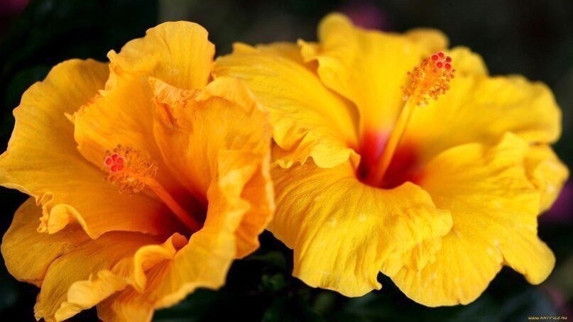 Желтый гибискус фото Желтый гибискус фото