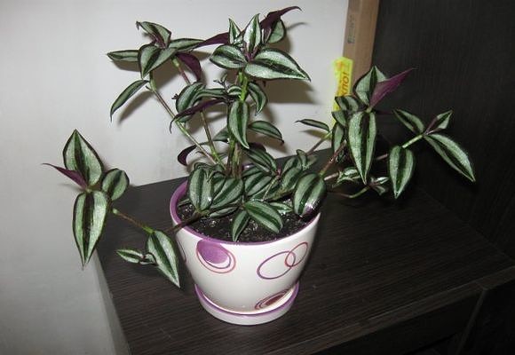 Какой горшок нужен для традесканции размер фото Какой горшок нужен для традесканции размер фото