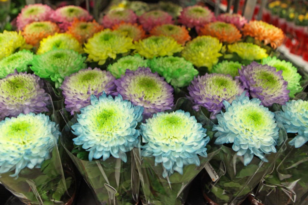 Крашенные хризантемы фото Крашенные хризантемы фото