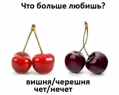 Вишня и черешня разница фото Вишня и черешня разница фото