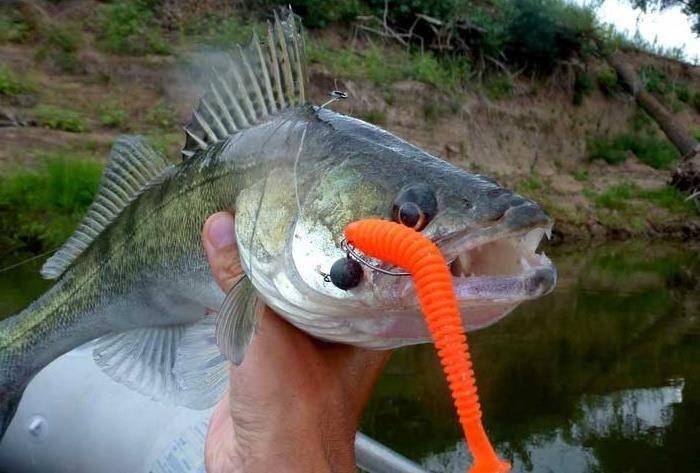 Какую приманку любит судак осенью Какую приманку любит судак осенью