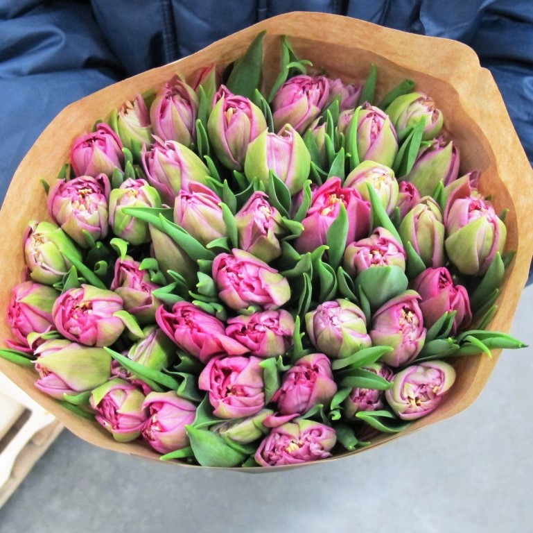 Каталог тюльпанов фото Каталог тюльпанов фото