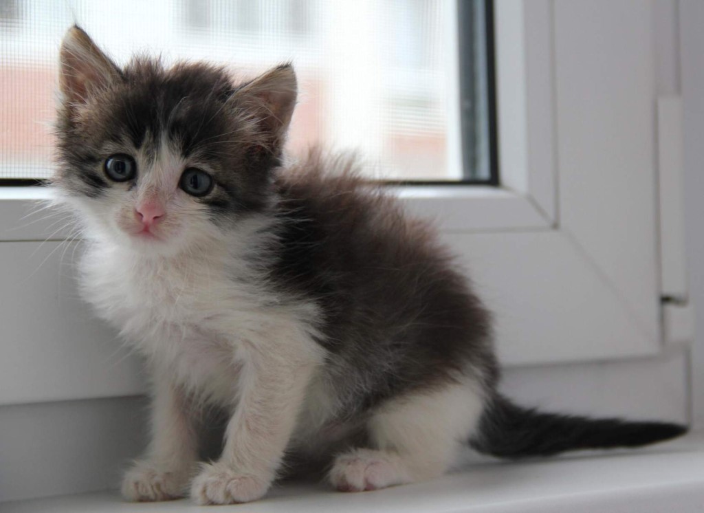 Котенок в возрасте 1 месяц фото Котенок в возрасте 1 месяц фото