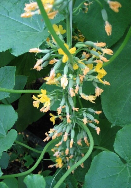 Огурцы сибирская гирлянда f1 отзывы фото Огурцы сибирская гирлянда f1 отзывы фото