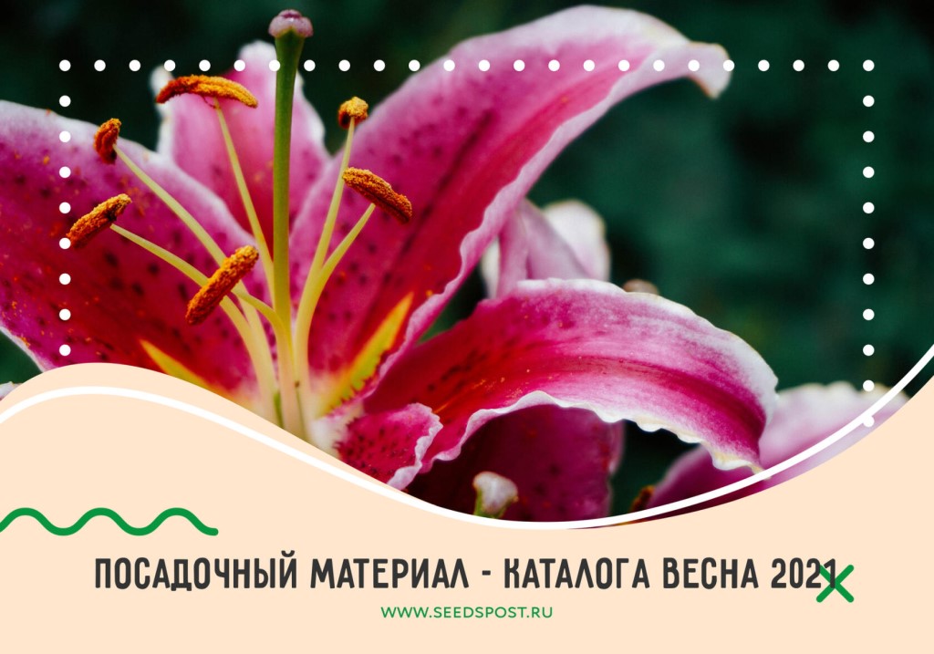 1 Семена Интернет Магазин Каталог 2021 Весна