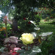 image?t=52&bid=803112771776&id=803112771